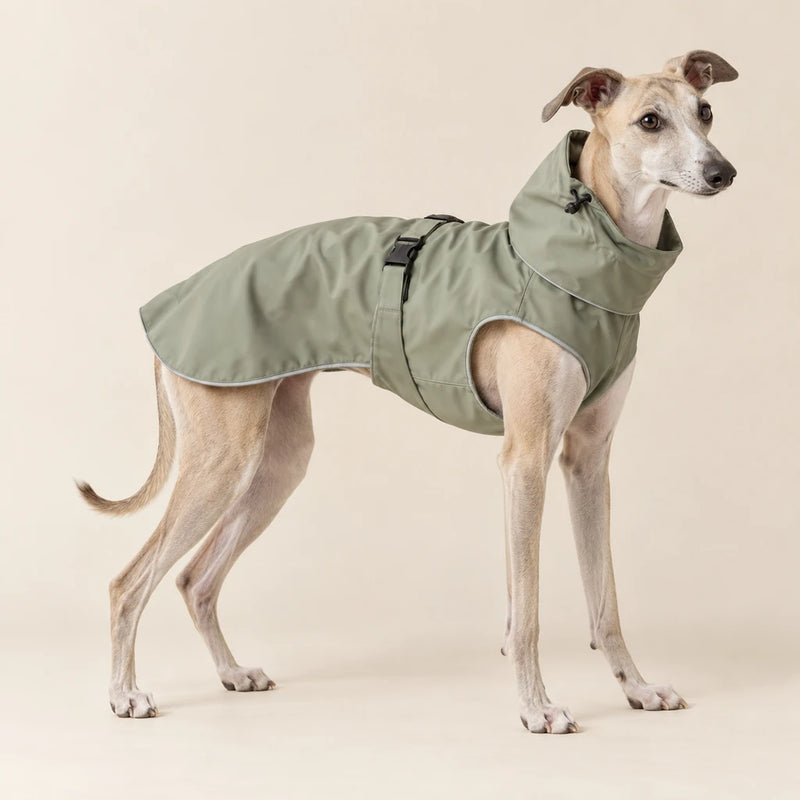 Fawn whippet wearing a sage raincoat