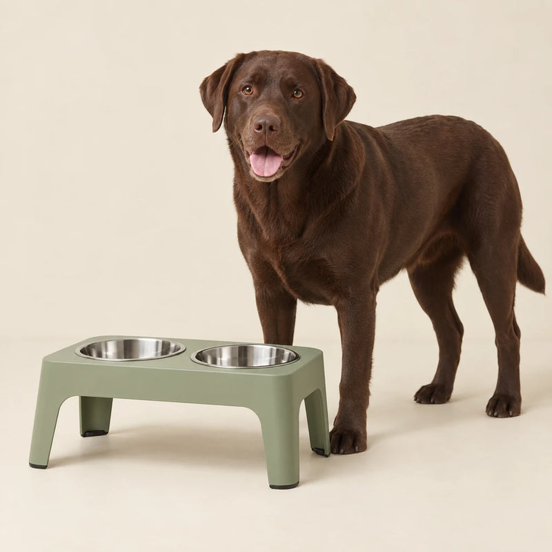 Chocolate Labrador beside a sage raised double-bowl feeding station on a cream background