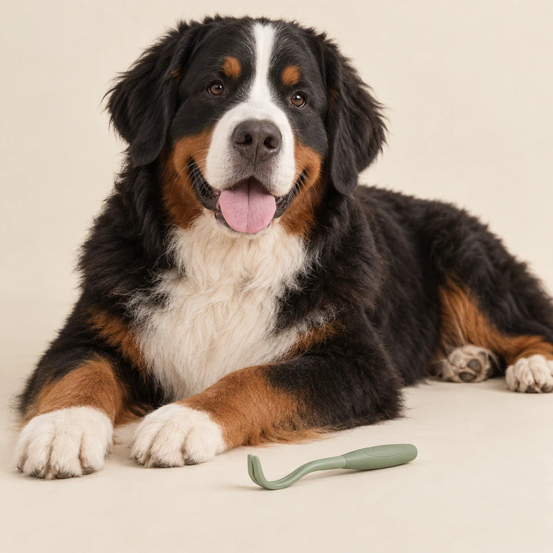 Bernese mountain dog resting beside a sage tick-removal tool