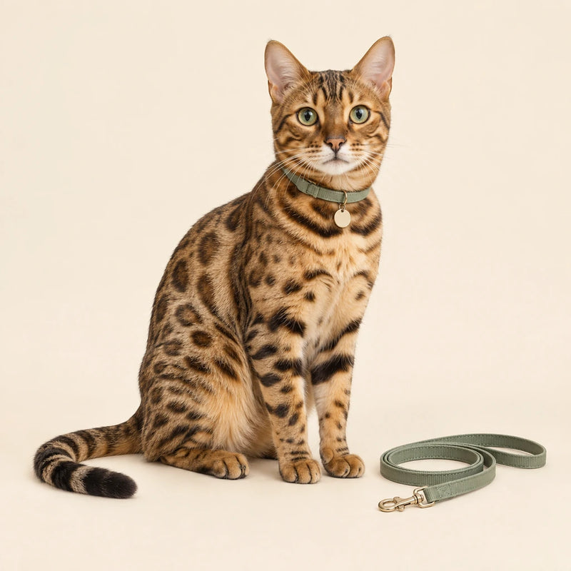 Bengal cat wearing a sage collar with a name tag beside a loosely coiled lead on a clean cream background - Petifo
