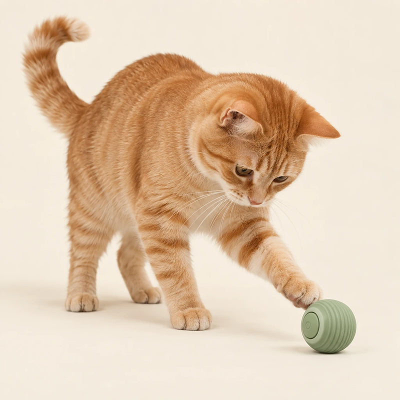 Ginger cat playing with an interactive ball on a clean cream background - Petifo
