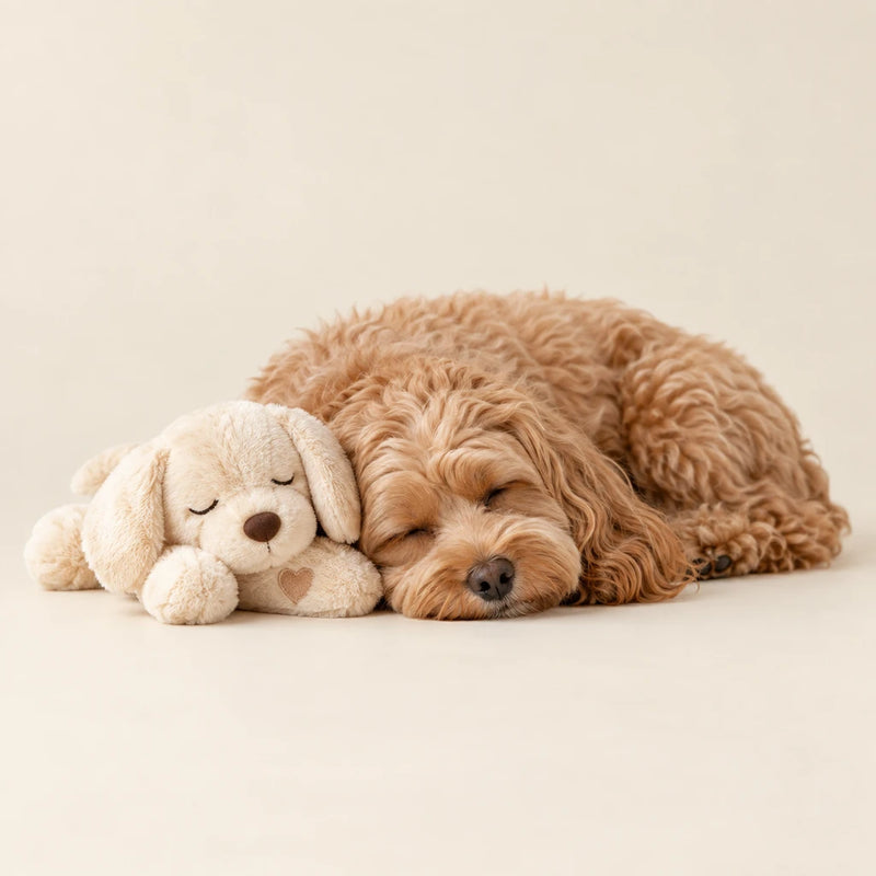 Apricot cockapoo sleeping beside a cream heartbeat plush companion