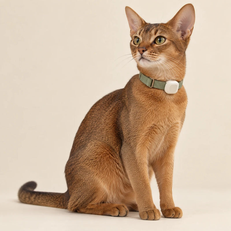 Abyssinian cat wearing a sage collar with a compact cream tracker