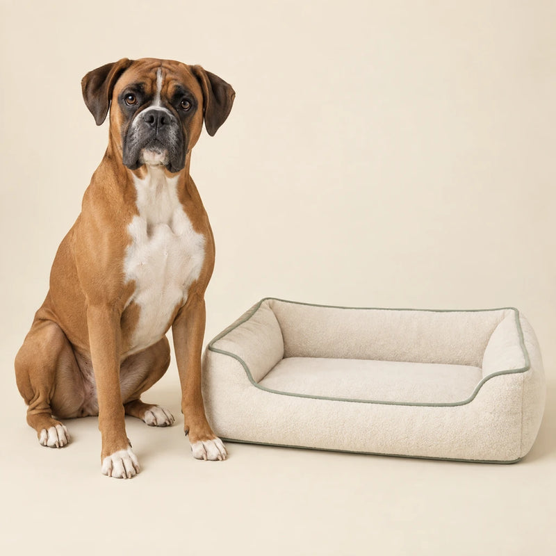 Fawn boxer beside a cream dog bed on a clean cream background - Petifo