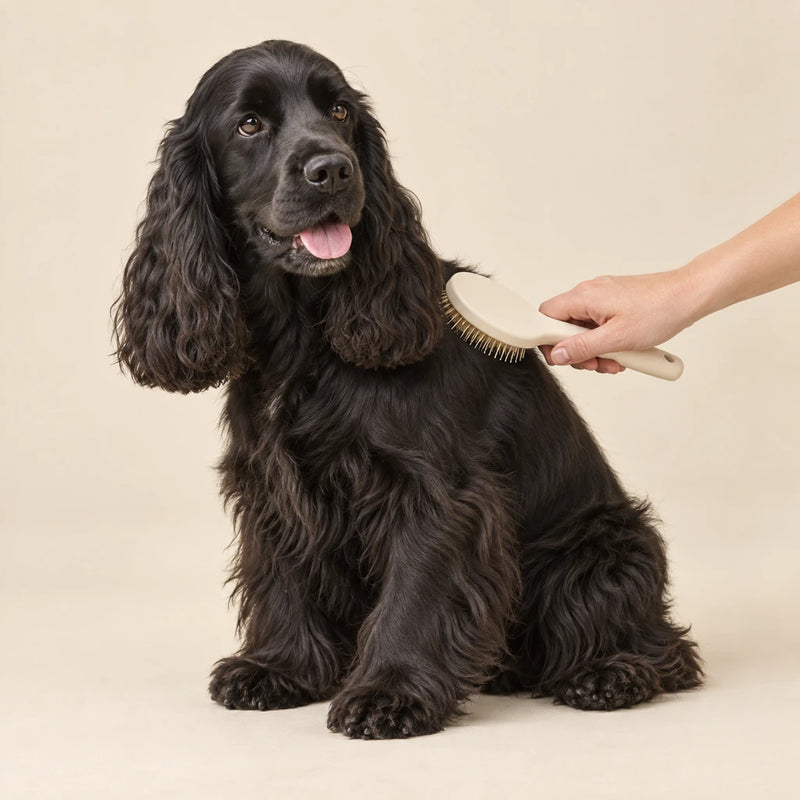 Black cocker spaniel being gently brushed with a cream grooming brush