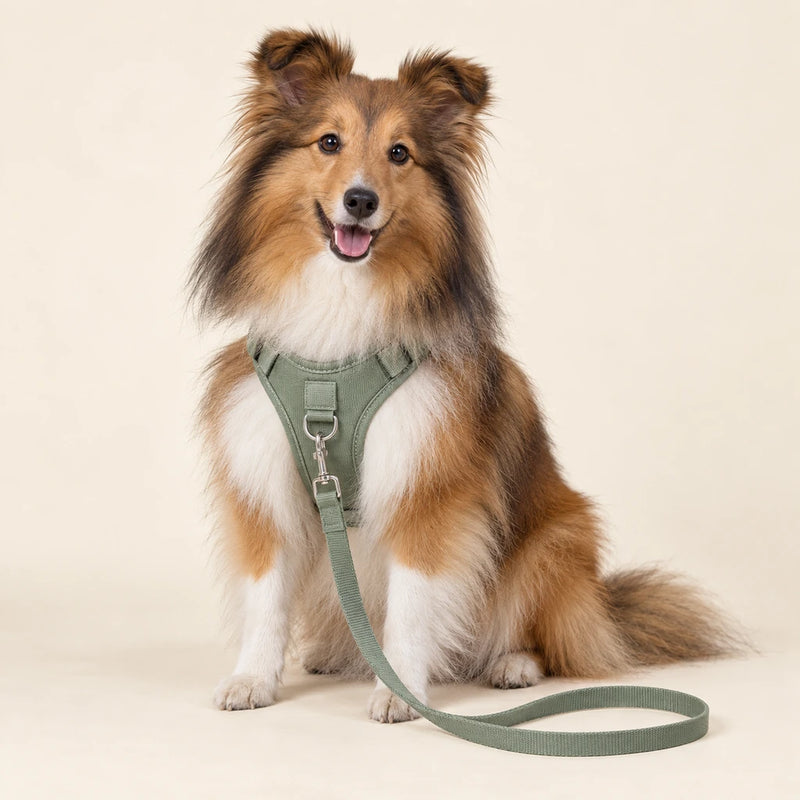 Sable Shetland sheepdog wearing a sage harness and lead on a clean cream background - Petifo