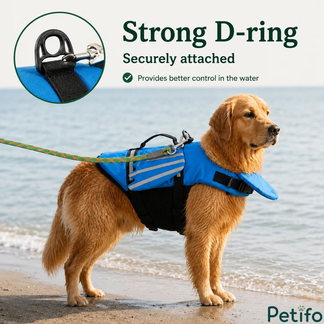 Golden Retriever standing on a beach wearing a blue life jacket with a close-up view of the securely attached D-ring.