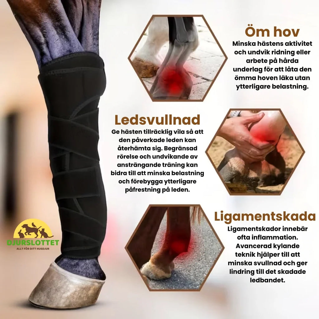 Leg Boots for Horse Joint swelling - Petifo