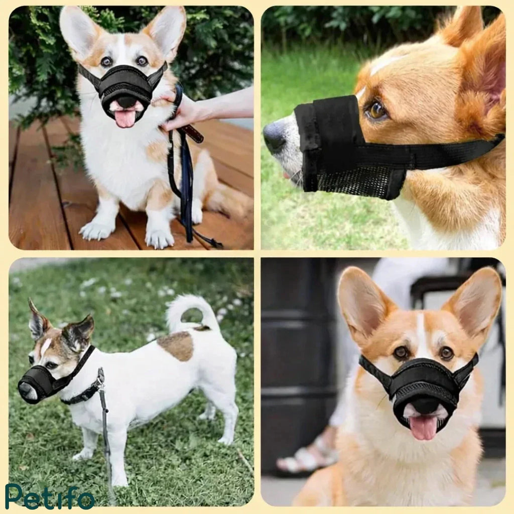 Grid of four photos showing Corgis and other small dogs wearing the comfortable black mesh muzzle during walks.