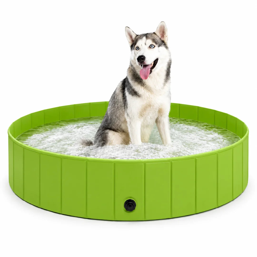 Siberian Husky sitting inside a vibrant green Petifo foldable dog swimming pool.