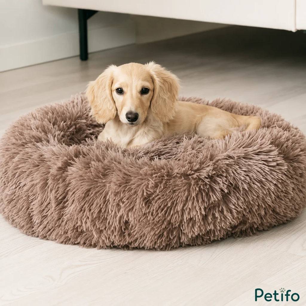 Blonde long-haired dachshund puppy resting comfortably inside a plush brown calming pet bed.