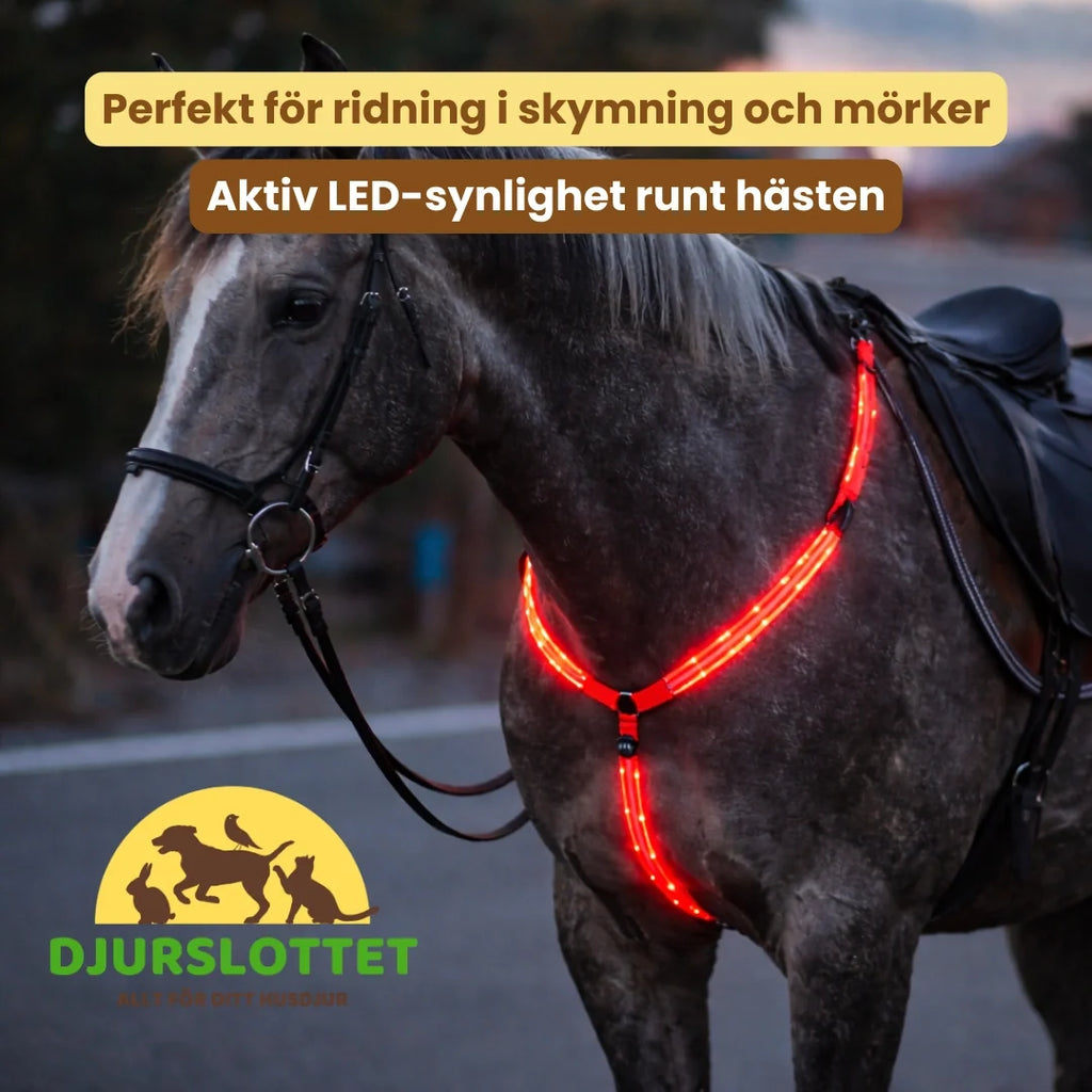 Rechargeable LED breastplate for horses Perfect for riding at dusk and in the dark - Petifo