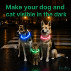 Dogs and a cat wearing bright LED glowing collars for night visibility on a wet street.