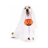 Costume di Halloween con cestino a forma di zucca per cani