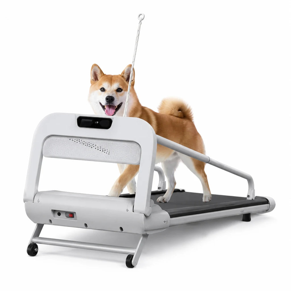 Tapis roulant pieghevole per cani con un cane in cammino