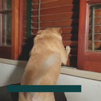 Anti-bark collar shown fitted on a dog – Petifo
